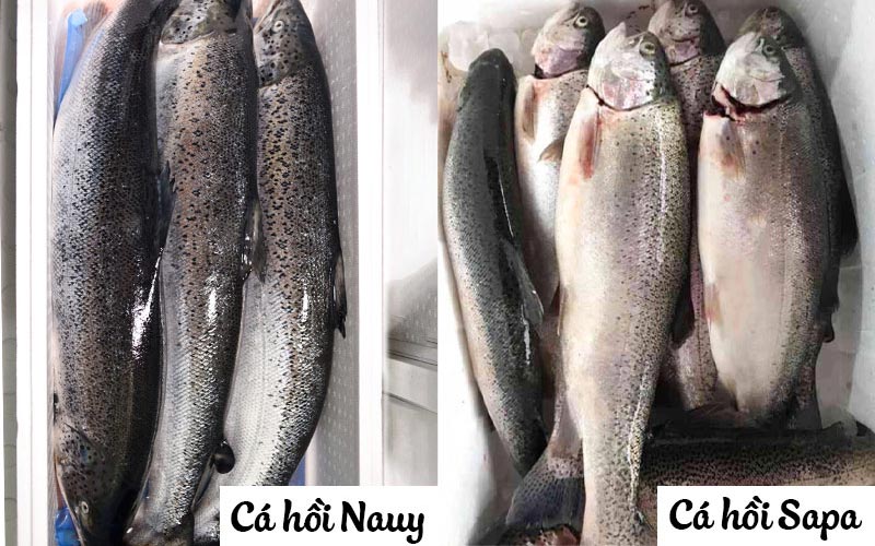 Phân biệt cá hồi Nauy và cá hồi Sapa qua đặc điểm hình dáng